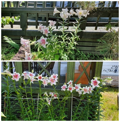 문수효마을 이미지 8