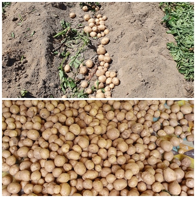 문수효마을 이미지 10