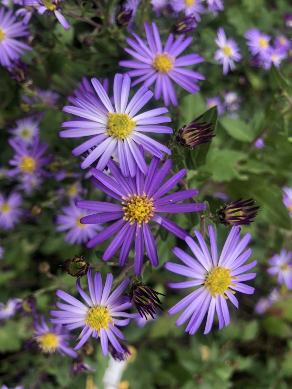 창녕군노인전문요양원