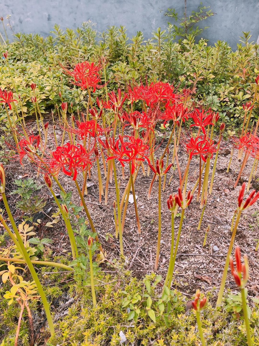 정향행복한마을 이미지 6