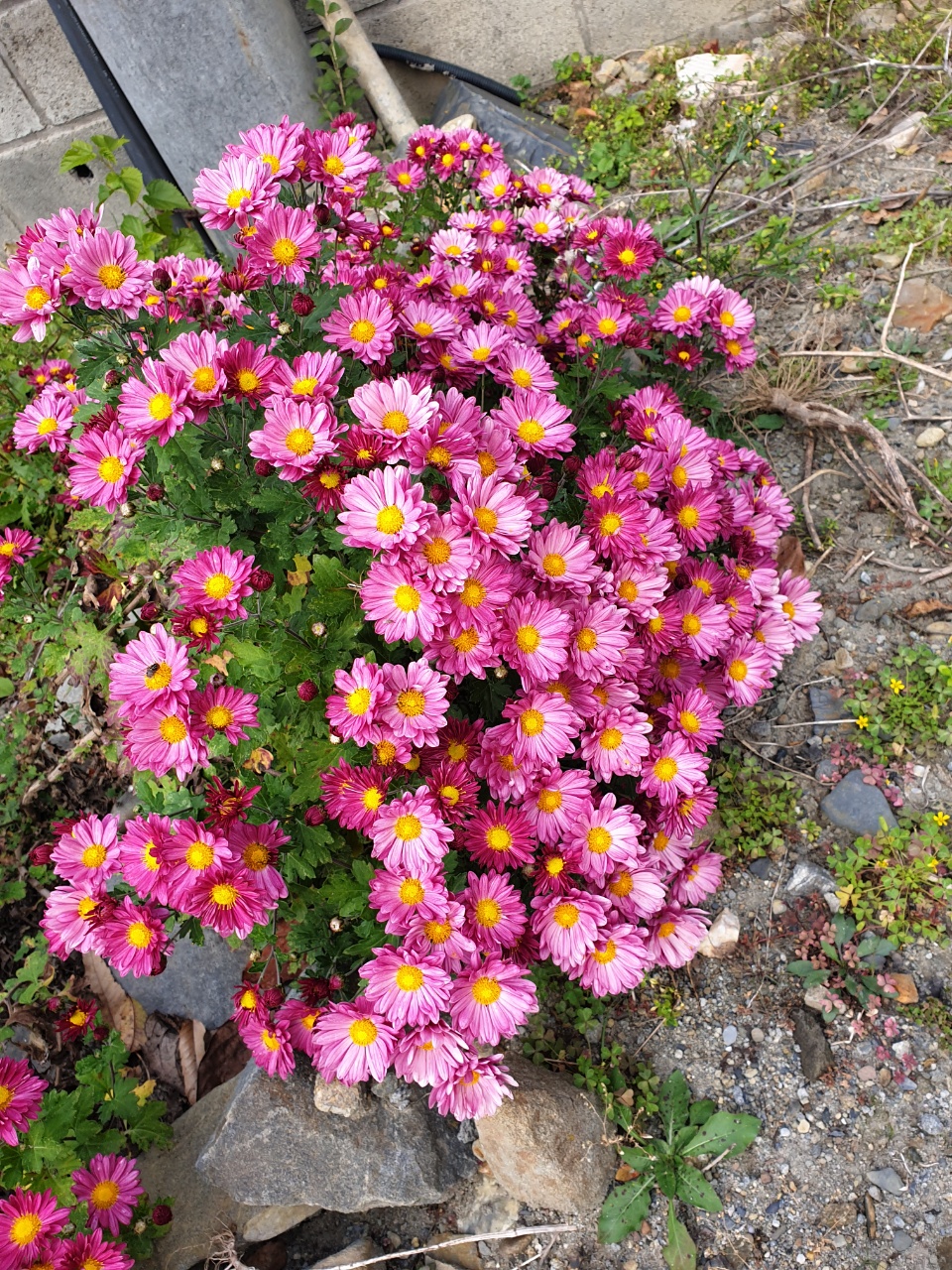 보금자리요양원 이미지 7