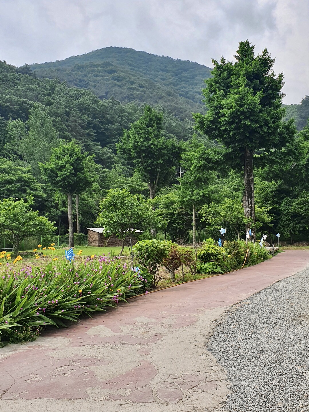 백향목의 집 이미지 2