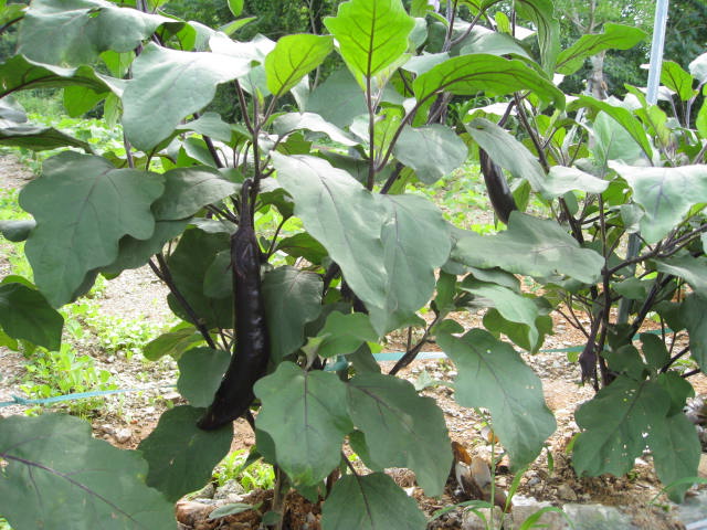 사평예랑의집 이미지 13