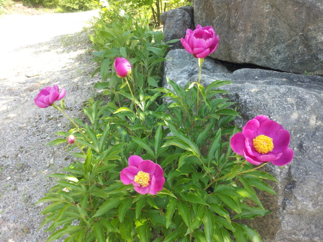 행복마을 이미지 2