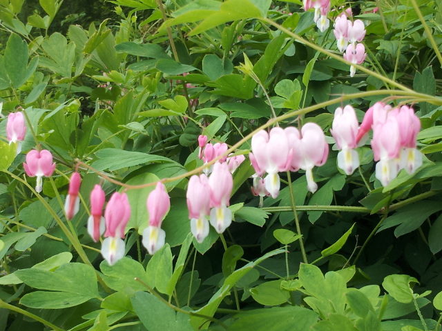 행복마을 이미지 3