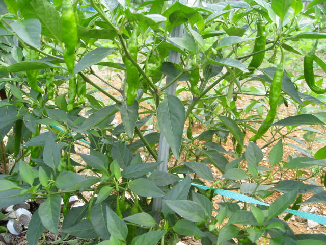 사평예랑의집 이미지 15