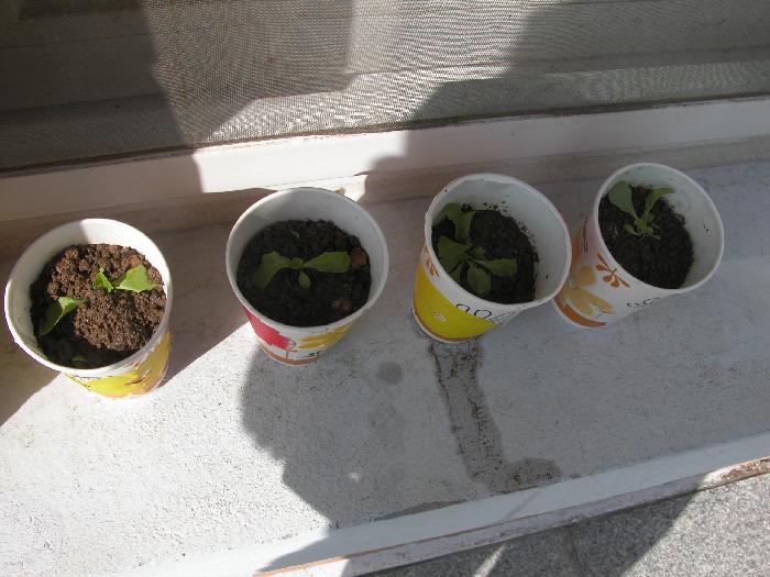 해피하우스 1호 이미지 7