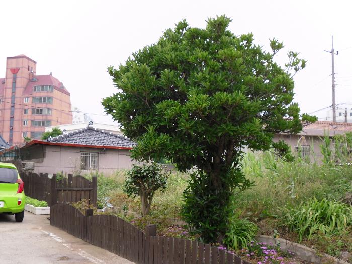 평화의집노인복지센터